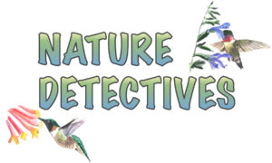 Nature Detectives Hummingbirds