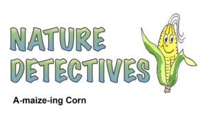 Nature Detectives Corn