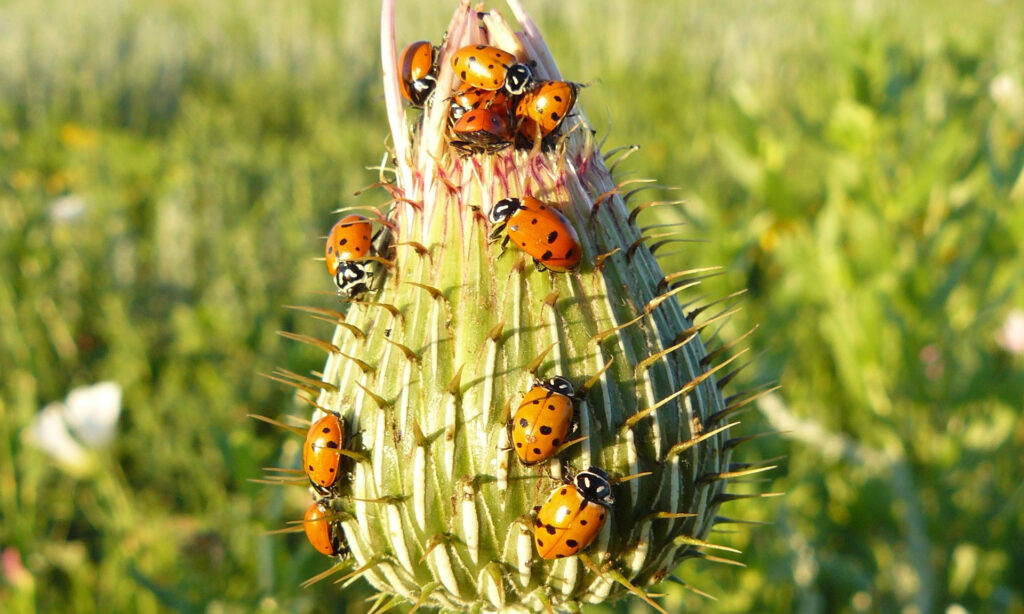Ladybugs on a plant.