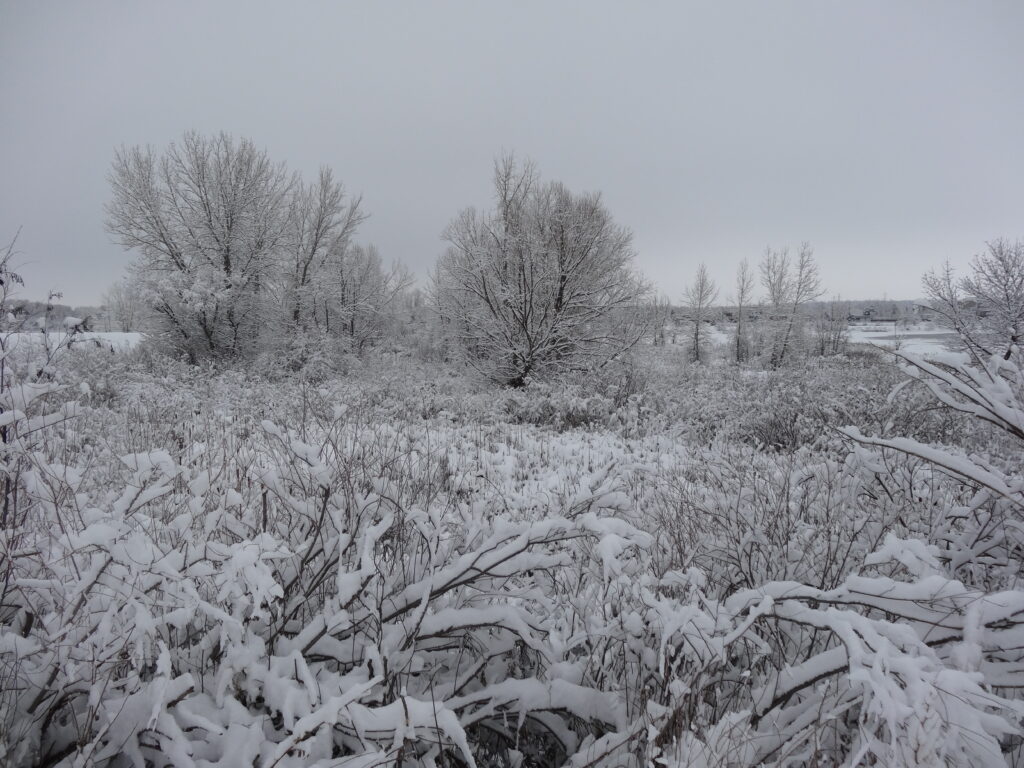 Snow at Walden Ponds