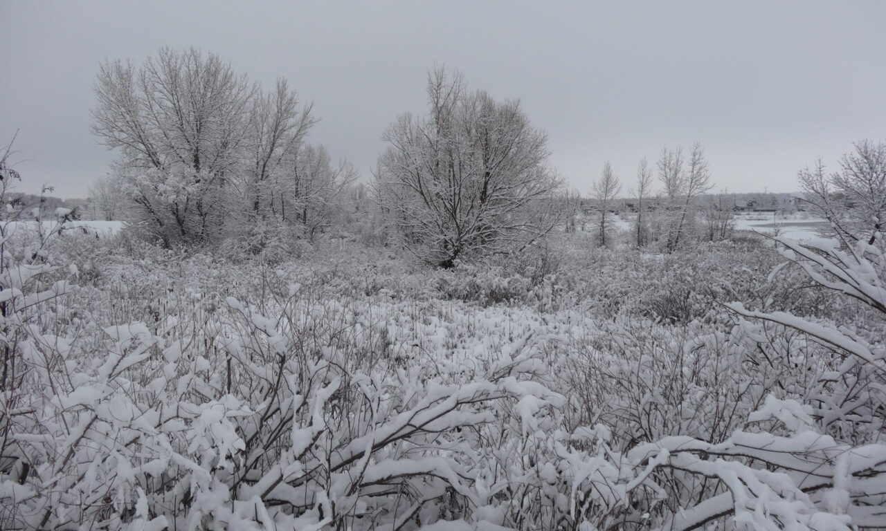 Snow at Walden Ponds