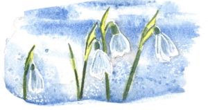 snowdrops