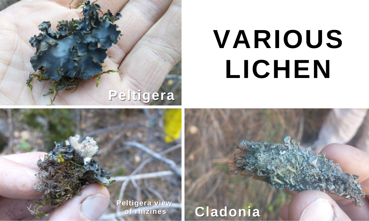 Image of various Lichen