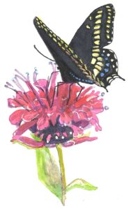 Illustration of a butterfly on a flower