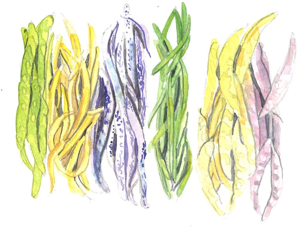 Illustration of six different pea pods.