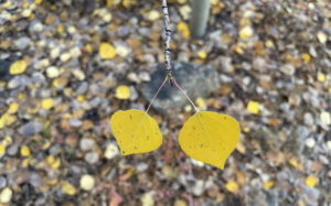 Two yellow Aspen leaves.