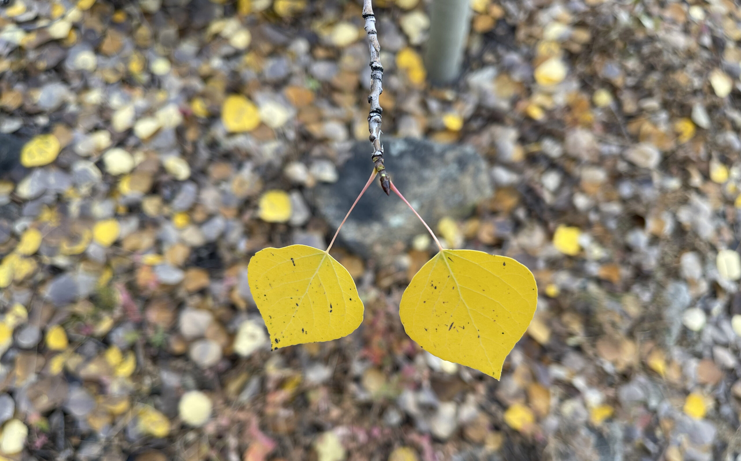 Winter Walks and Tree Detectives, LEAF