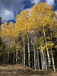 Aspen tree grove.