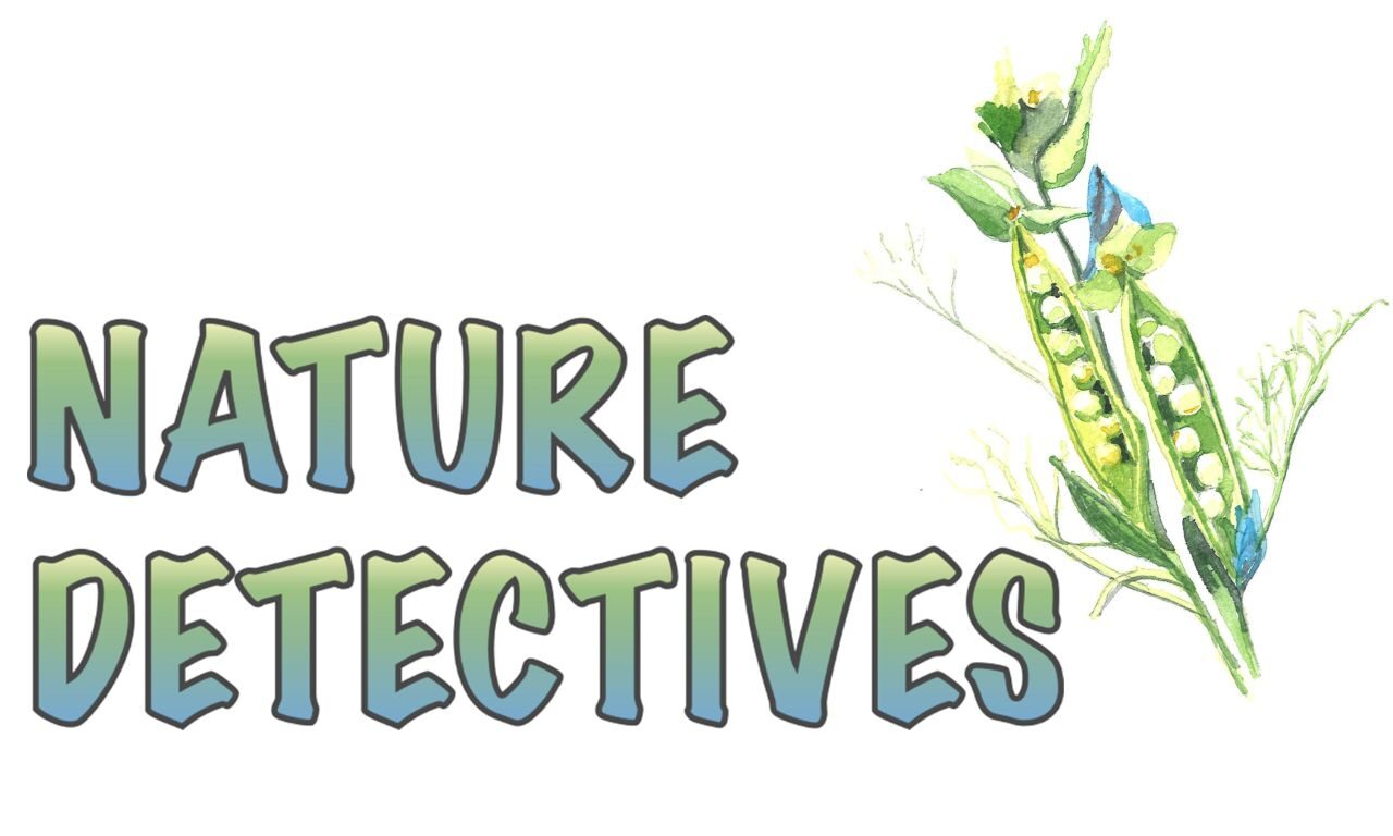 Nature Detectives logo with a hand-drawn illustration of a pea pod.