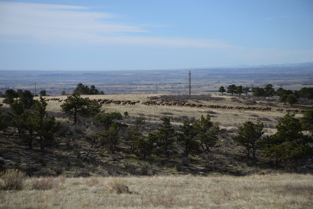 A large herd of Elk at Rabbit Mountain.