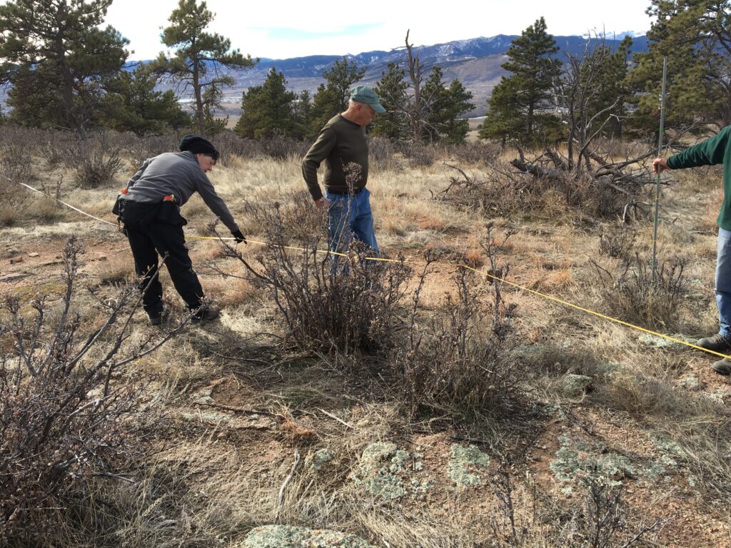 Volunteers using a tape to mark out transects.