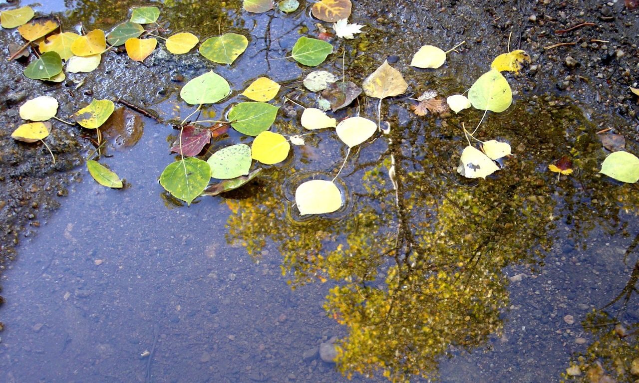 Aspen leaves on a puddle of water