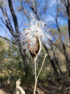 Milkweed highlighting its parachute-borne seeds.