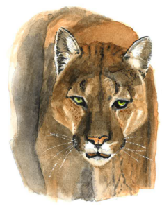Watercolor of an adult mountain lion, depicting a front view of the animal.