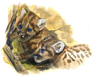 Original painting of mountain lion cubs.