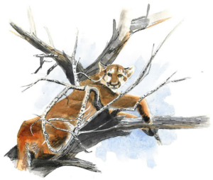 Original painting of a mountain lion in a tree.