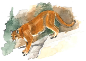 Original painting featuring a side view of an adult mountain lion.