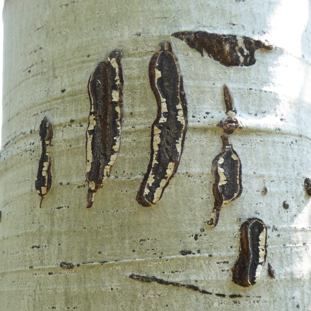 Bear claw marks on an aspen tree.