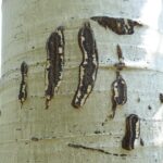 Bear claw marks on an aspen tree.