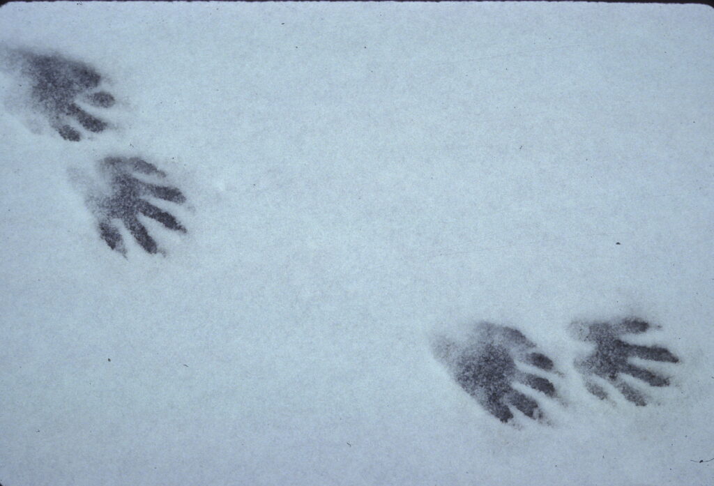 Racoon tracks in the snow