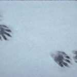 Racoon tracks in the snow