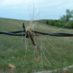 Fur caught in a barbed wire fence.