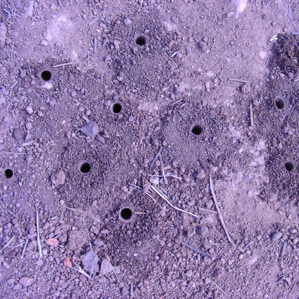 Holes in the ground, created by nesting bees.