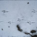 Magpie tracks in the snow.