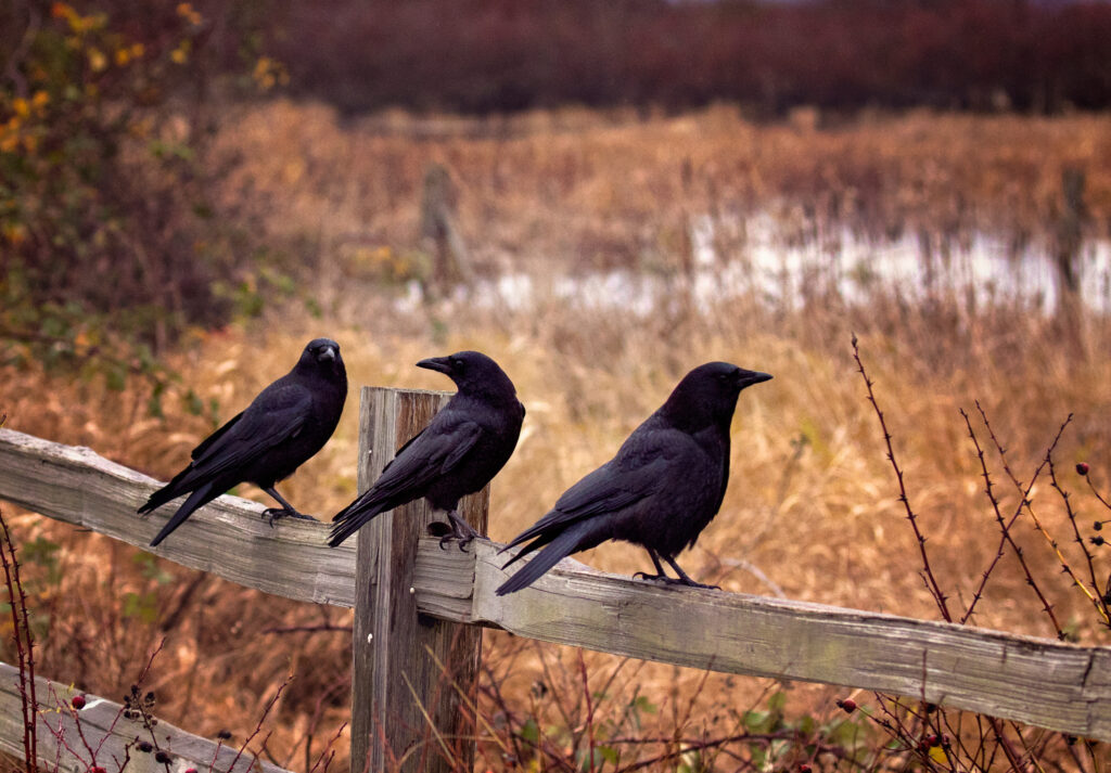 Crows waiting on a fence