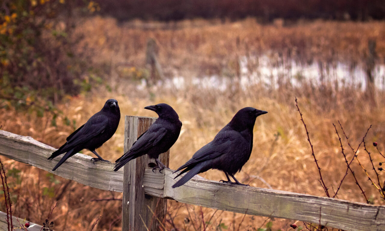 Crows waiting on a fence