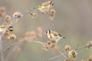 European goldfinch bird, Carduelis carduelis, perched, eating and feeding seeds during Winter season