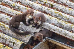 Martens on a roof.