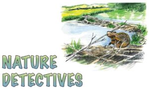 Nature Detectives logo with a beaver sitting on a dam