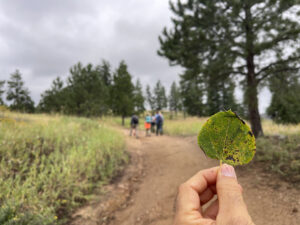 Aspen leaf in foreground with a group of hikers in the background.