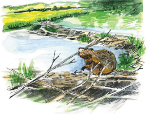Beaver on a damn in a wetland.