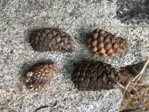 Lodgepole pine cones lined up on a rock.