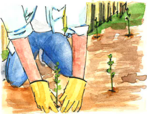 Illustration of a boy planting willows on the river bank.