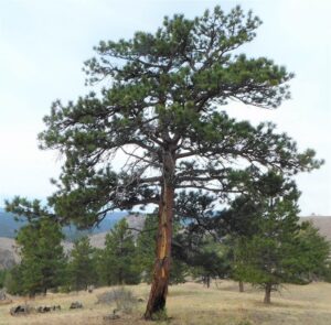 Ponderosa pine with a burn scar at the base of the tree.