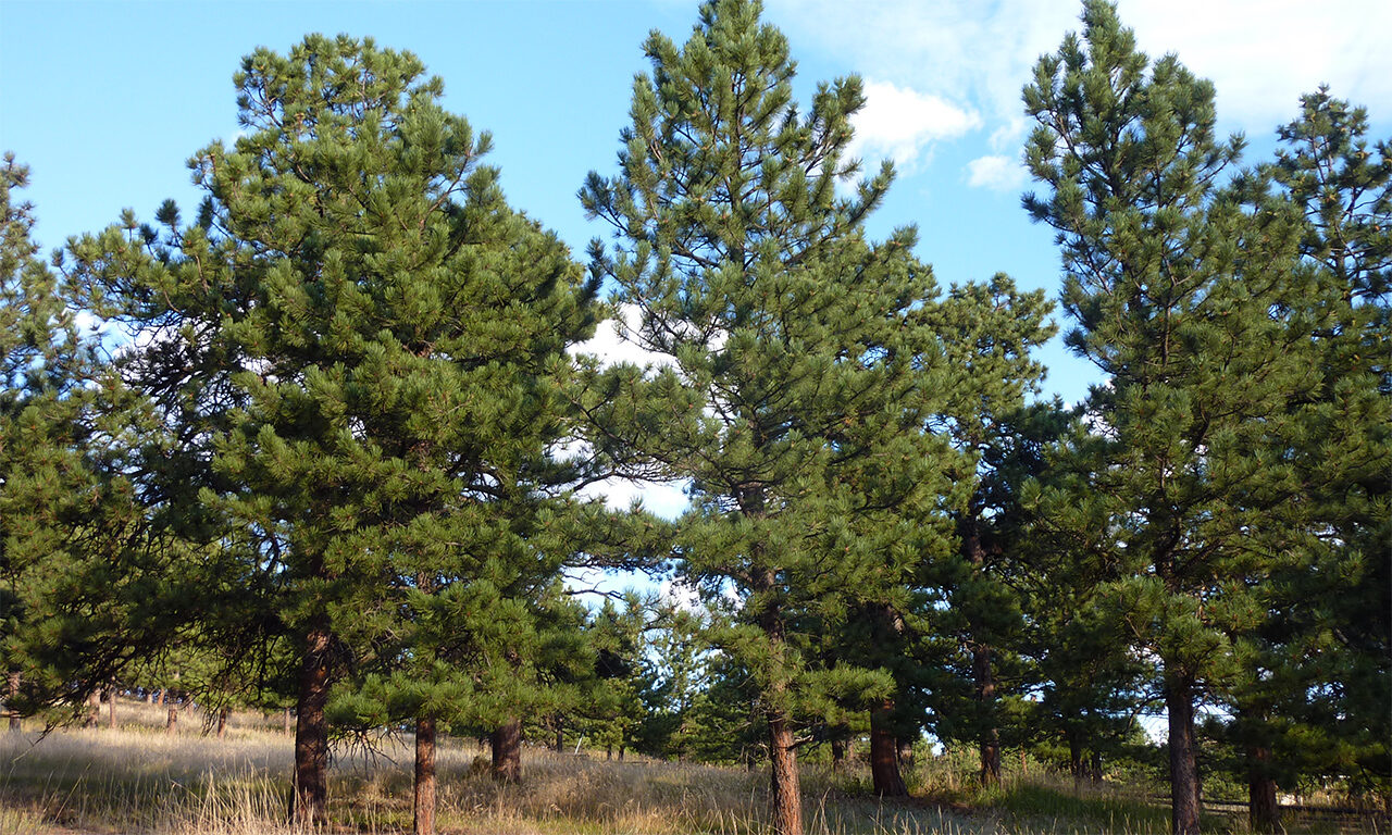 Pondersoa pine trees