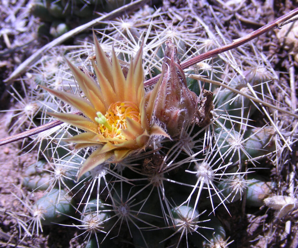 Close-up of a Coryphantha missouriensis, commonly known as the Missouri pincushion cactus, displaying a yellowish-orange bloom with fine petals and a central cluster of stamens. The cactus is surrounded by spines that radiate from small clusters on the surface of its green, rounded body, growing low to the ground amidst dry soil and twigs.