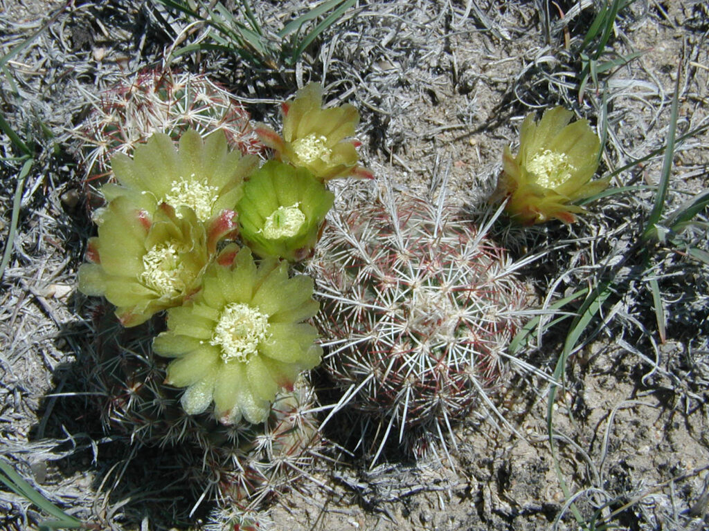 Close-up of an Echinocereus viridiflorus, commonly known as the green-flowered hedgehog cactus, with several pale green-yellow blooms. The cactus has a small, round body covered in white and reddish spines, growing in dry, sandy soil with patches of grass. The delicate flowers sit atop the spiny cactus, adding a soft contrast to its sharp appearance.