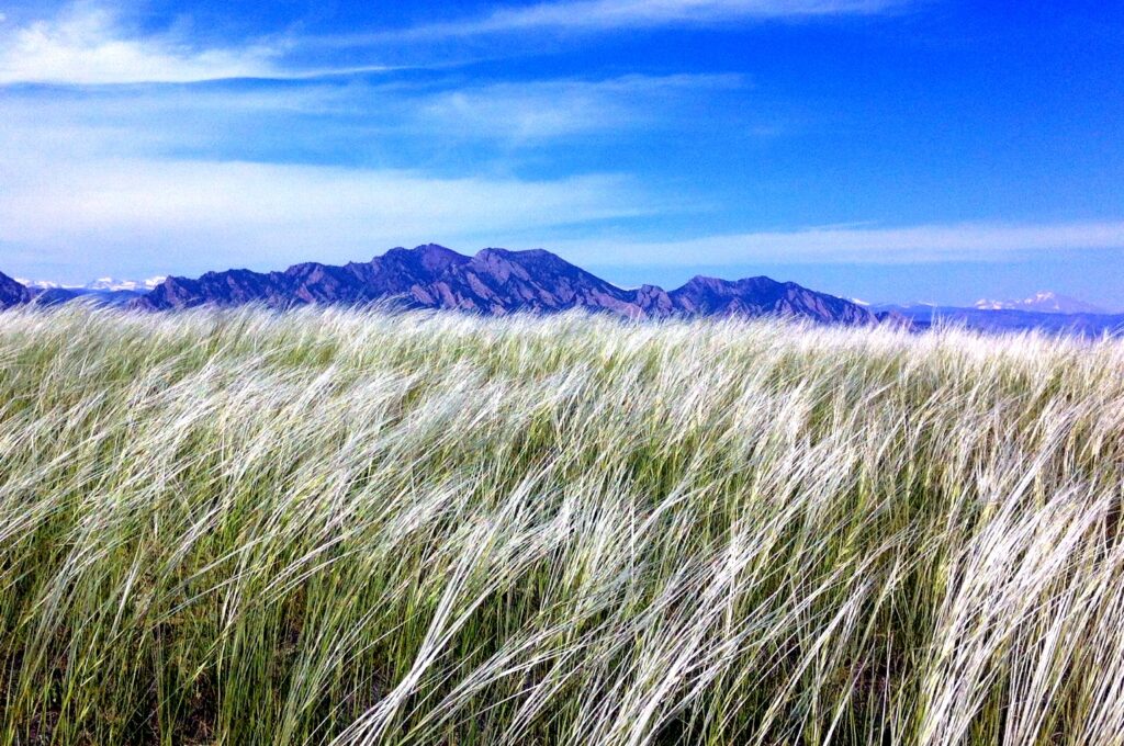 A vast grassland with long, feather-like grasses swaying in the wind under a bright blue sky. In the background, the iconic Flatirons rise against the horizon, providing a striking contrast to the soft movement of the grasses in the foreground. The scene is peaceful and expansive, capturing the beauty of nature.