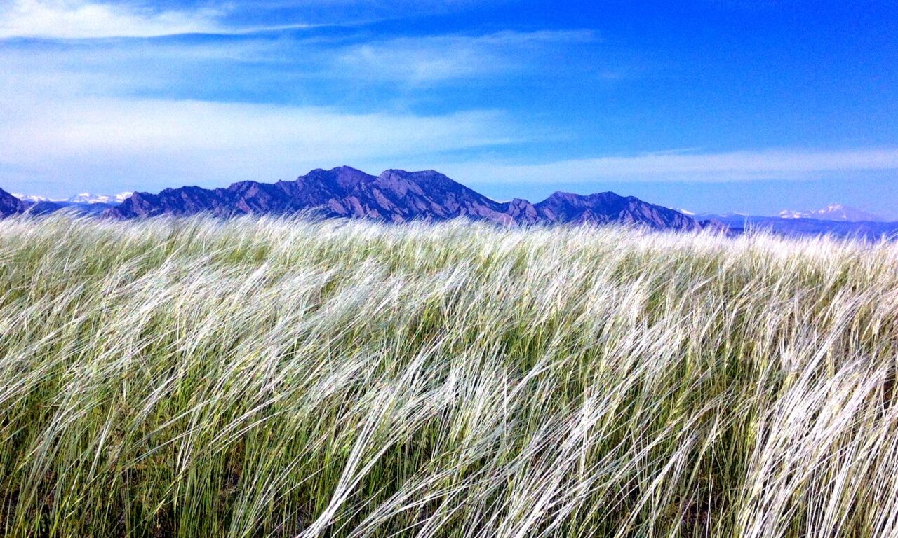 A vast grassland with long, feather-like grasses swaying in the wind under a bright blue sky. In the background, the iconic Flatirons rise against the horizon, providing a striking contrast to the soft movement of the grasses in the foreground. The scene is peaceful and expansive, capturing the beauty of nature.