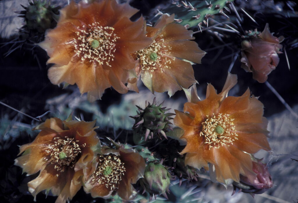 Close-up of a blooming Opuntia polyacantha, commonly known as the plains prickly pear, showcasing vibrant orange flowers with delicate green centers surrounded by spiny cactus pads. The flowers have numerous stamens, creating a striking contrast with the sharp spines of the plant.