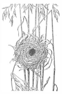 Drawing of a bird's nest