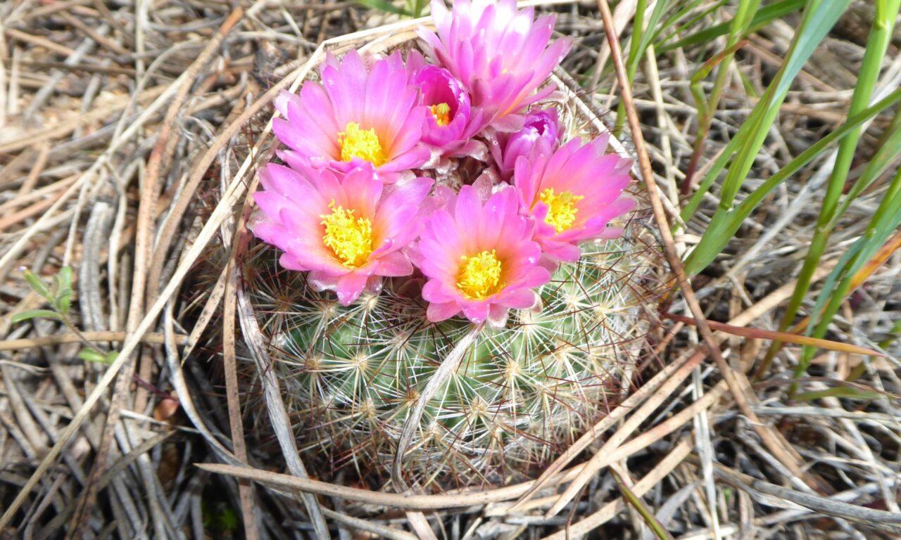 A barrel cactus with bright purple flowers