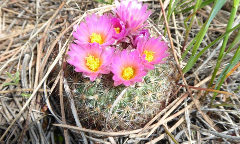 Cactus Close-up: Ouch!