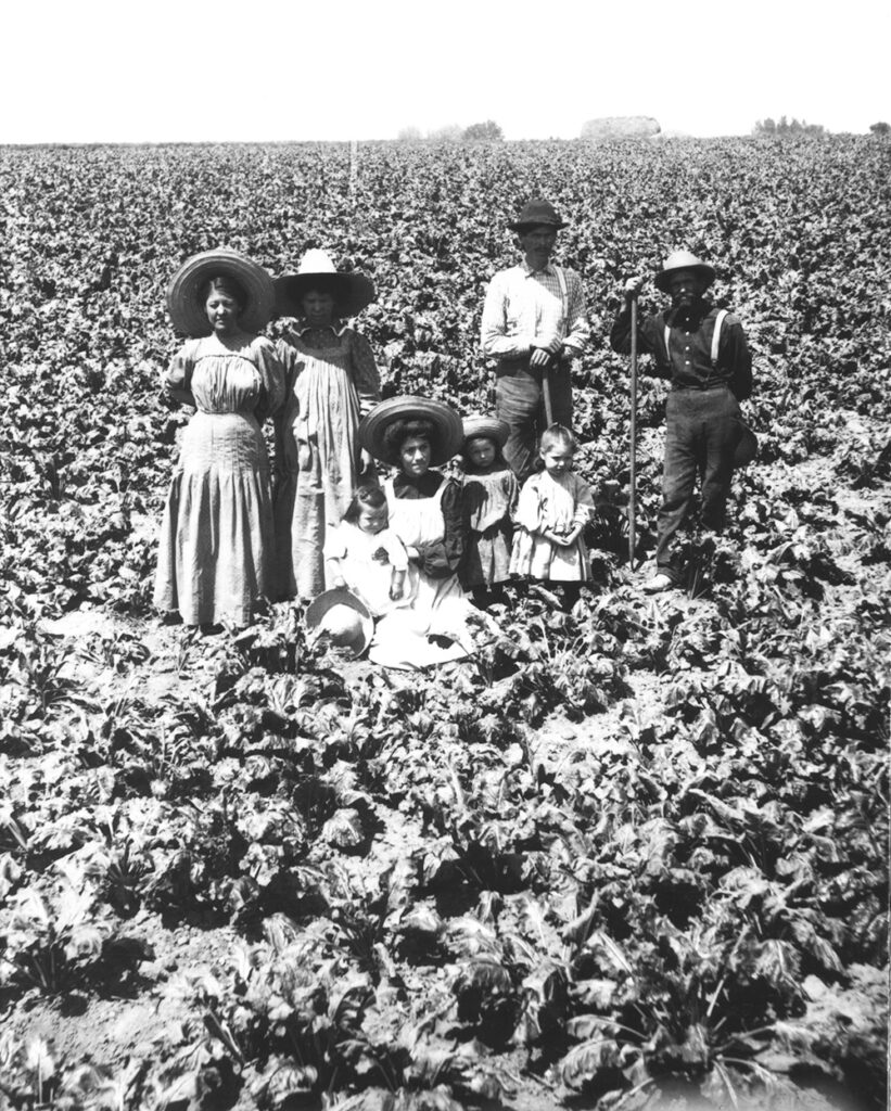 A group of women, men, and children, standing and sitting in a vast sugar beet field under bright sunlight.