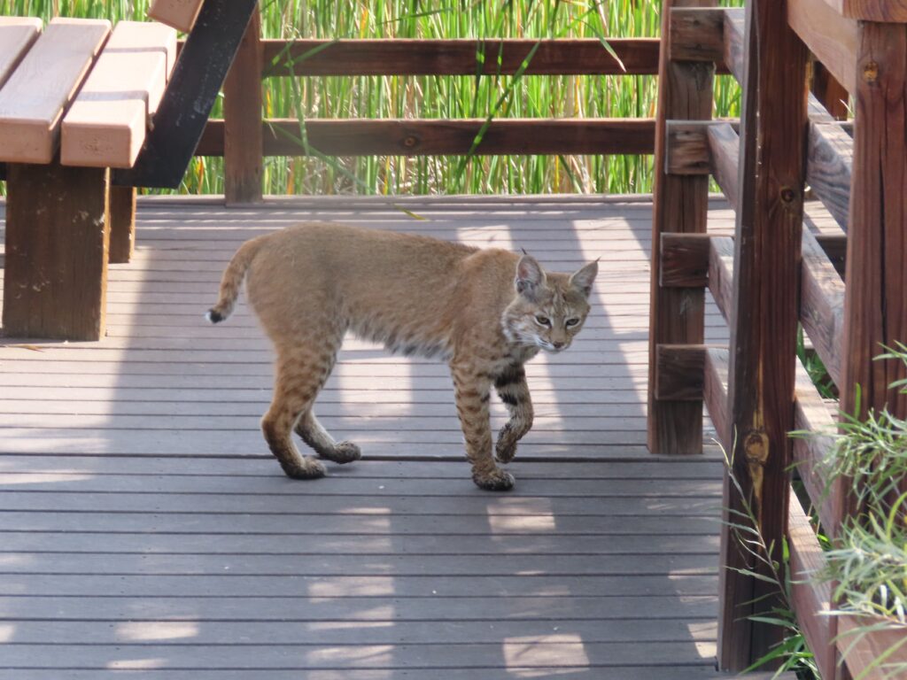 Bobcat on the boardwalk at Walden Ponds