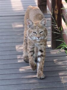 A bobcat with a tawny, spotted coat and pointed ears walks confidently down a wooden walkway.